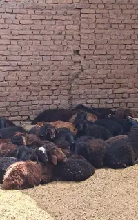 کود گوسفندی