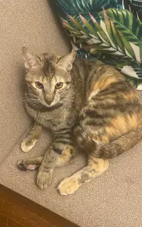 واگذاری گربه