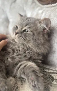 گربه