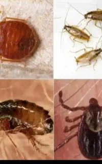 شرکت سمپاشی کاسپین صنعت ماغر