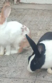 جفت خرگوش