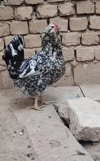 مرغ گلین