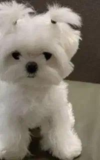 همه مدل سگ فانتزی رسید