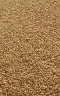 گندم دیم بذری  اذر ۲