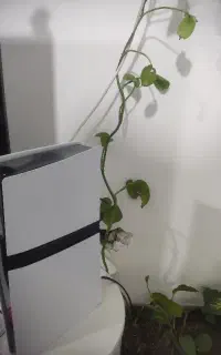 پی اس فایو پرو