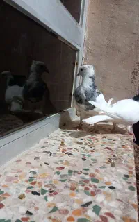 کبوتر طوقی دوتا ۵۰۰