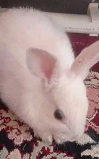 خرگوش