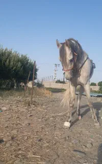 اسب یورغه فروشی