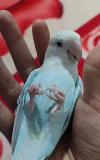 طوطی برزیلی اهلی