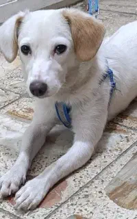 توله سگ ماده  (فوری)