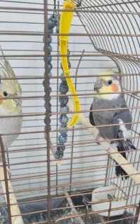 عروس هلندی