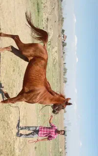 اسب عرب مصری