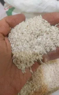 برنج محلی دورود