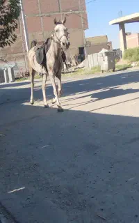 مادیان ۴سال سواری دار