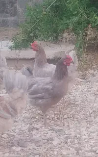 فروش مرغ محلی
