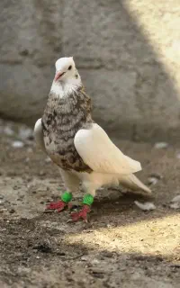 طوقی