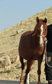 مادیون
