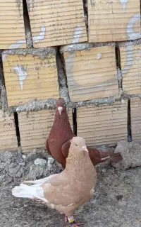 فروش کبوتر یا کفتر