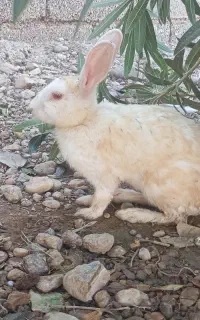 خرگوش نر و ماده