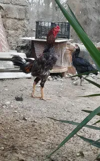 خروس