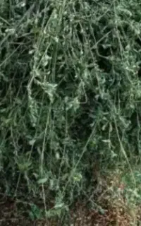 یونجه ۴۰ خروار