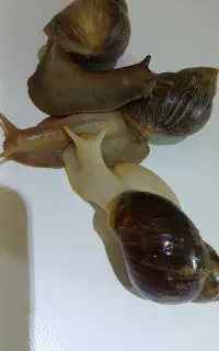 حلزون آچاتینا