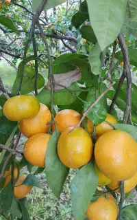 فروش نارنگی محلی اونشو سر درختی