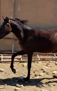 اسب