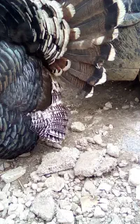 بوقلمون و خروس
