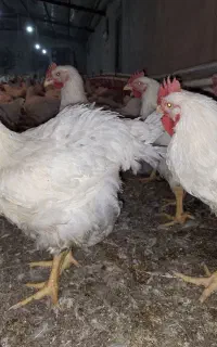 کارگر مرغداری