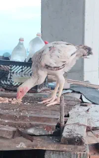جوجه خروس لاری