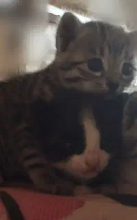 گربه