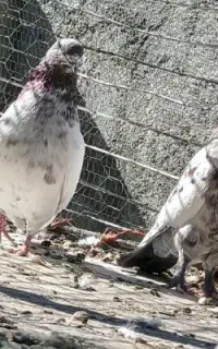 کبوتر  دوتا کله سرخ دمسیا