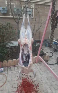 قصابی وذبح گوسفنددرمحل