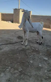 بز گلابی سقلو زا