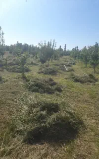 یونجه درجه یک