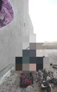 اردک  ماده. .سالم  ۶ ماهه