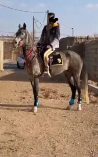 مادیان ترکمن کورسی