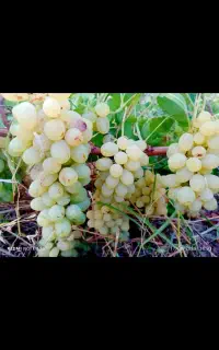 باغ گردو و سیاه درخت