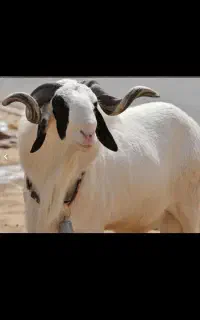 فروش گوسفند گوشتی
