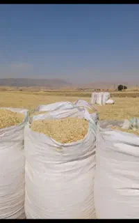 گونی کاه بزرگ سالم