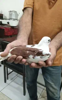 یک عدد کبوتر نر پرشی
