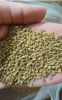 شنبلیله تازه  امسال
