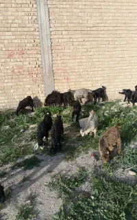 کهر نر و ماده قیمت 8 دونه