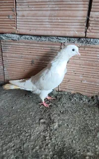 کبوتر جوجه نر ملقی