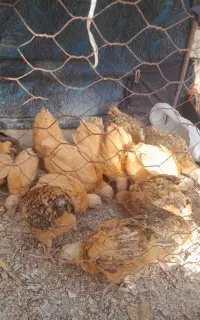 جوجه بومی