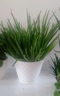 گل الوورا