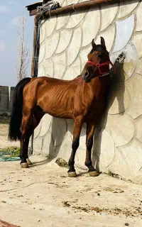 اسب کهر