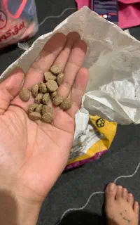 غذا گربه رایگان