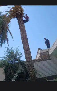 بریدن درخت هرس نخل قطع نخل سم پاشی تقویتی